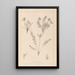 Herbier de la flore française Pl0424 - Louis Antoine Cusin — framed artwork on a wall