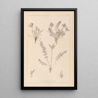 Herbier de la flore française Pl0424 - Louis Antoine Cusin — framed artwork on a wall