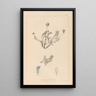 Herbier de la flore française Pl0425 - Louis Antoine Cusin — framed artwork on a wall