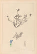 Herbier de la flore française Pl0425 - Louis Antoine Cusin — artwork view