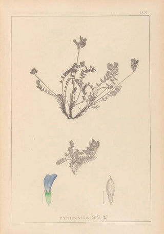 Herbier de la flore française Pl0425 - Louis Antoine Cusin — artwork view