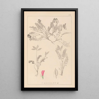 Herbier de la flore française Pl0427 - Louis Antoine Cusin — framed artwork on a wall