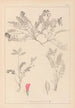 Herbier de la flore française Pl0427 - Louis Antoine Cusin — artwork view