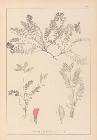 Herbier de la flore française Pl0427 - Louis Antoine Cusin — artwork view