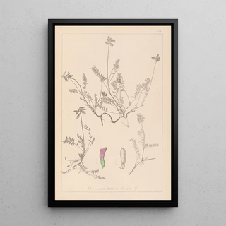 Herbier de la flore française Pl0429 - Louis Antoine Cusin — framed artwork on a wall