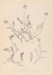 Herbier de la flore française Pl0429 - Louis Antoine Cusin — artwork view