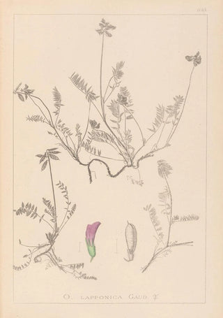 Herbier de la flore française Pl0429 - Louis Antoine Cusin — artwork view