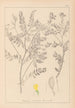 Herbier de la flore française Pl0430 - Louis Antoine Cusin — artwork view
