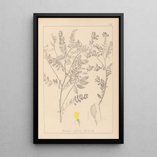 Herbier de la flore française Pl0430 - Louis Antoine Cusin — framed artwork on a wall