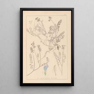 Herbier de la flore française Pl0431 - Louis Antoine Cusin — framed artwork on a wall