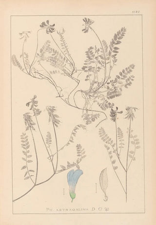 Herbier de la flore française Pl0431 - Louis Antoine Cusin — artwork view
