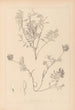 Herbier de la flore française Pl0432 - Louis Antoine Cusin — artwork view