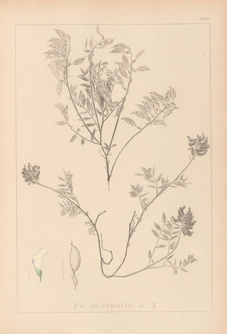 Herbier de la flore française Pl0432 - Louis Antoine Cusin — artwork view