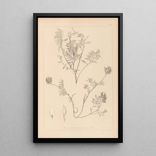 Herbier de la flore française Pl0432 - Louis Antoine Cusin — framed artwork on a wall