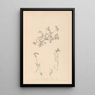 Herbier de la flore française Pl0433 - Louis Antoine Cusin — framed artwork on a wall