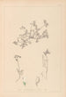 Herbier de la flore française Pl0433 - Louis Antoine Cusin — artwork view