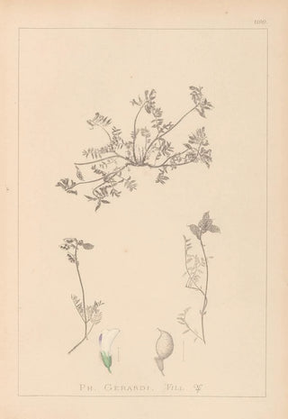 Herbier de la flore française Pl0433 - Louis Antoine Cusin — artwork view