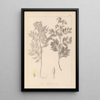 Herbier de la flore française Pl0434 - Louis Antoine Cusin — framed artwork on a wall