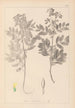 Herbier de la flore française Pl0434 - Louis Antoine Cusin — artwork view