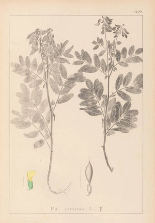 Herbier de la flore française Pl0434 - Louis Antoine Cusin — artwork view
