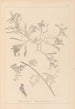 Herbier de la flore française Pl0435 - Louis Antoine Cusin — artwork view