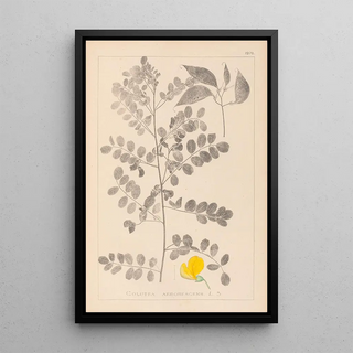 Herbier de la flore française Pl0436 - Louis Antoine Cusin — framed artwork on a wall