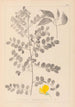 Herbier de la flore française Pl0436 - Louis Antoine Cusin — artwork view