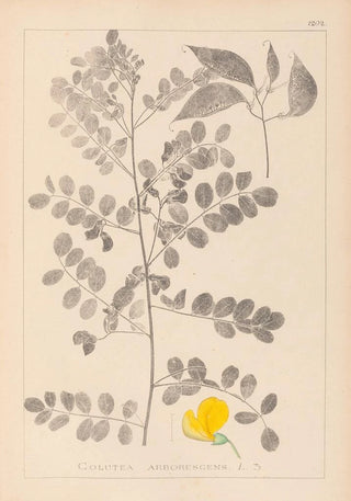 Herbier de la flore française Pl0436 - Louis Antoine Cusin — artwork view