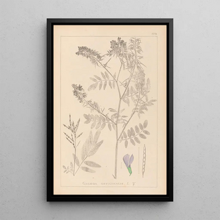 Herbier de la flore française Pl0438 - Louis Antoine Cusin — framed artwork on a wall