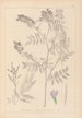 Herbier de la flore française Pl0438 - Louis Antoine Cusin — artwork view
