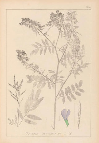 Herbier de la flore française Pl0438 - Louis Antoine Cusin — artwork view