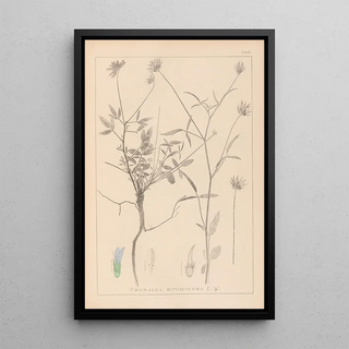 Herbier de la flore française Pl0440 - Louis Antoine Cusin — framed artwork on a wall