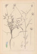Herbier de la flore française Pl0440 - Louis Antoine Cusin — artwork view
