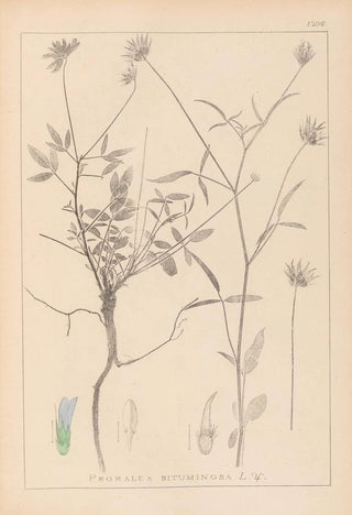 Herbier de la flore française Pl0440 - Louis Antoine Cusin — artwork view