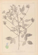 Herbier de la flore française Pl0441 - Louis Antoine Cusin — artwork view