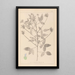 Herbier de la flore française Pl0441 - Louis Antoine Cusin — framed artwork on a wall