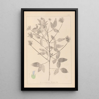 Herbier de la flore française Pl0441 - Louis Antoine Cusin — framed artwork on a wall