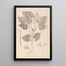 Herbier de la flore française Pl0442 - Louis Antoine Cusin — framed artwork on a wall