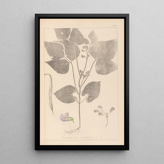 Herbier de la flore française Pl0442 - Louis Antoine Cusin — framed artwork on a wall