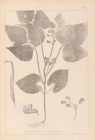 Herbier de la flore française Pl0442 - Louis Antoine Cusin — artwork view