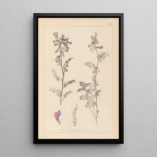 Herbier de la flore française Pl0444 - Louis Antoine Cusin — framed artwork on a wall