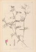 Herbier de la flore française Pl0445 - Louis Antoine Cusin — artwork view