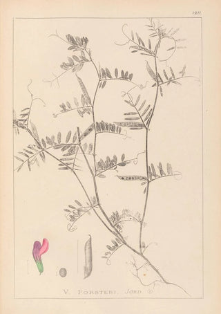 Herbier de la flore française Pl0445 - Louis Antoine Cusin — artwork view