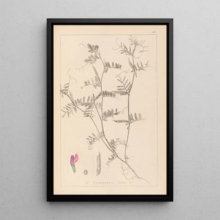 Herbier de la flore française Pl0445 - Louis Antoine Cusin — framed artwork on a wall