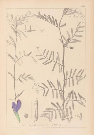 Herbier de la flore française Pl0446 - Louis Antoine Cusin — artwork view