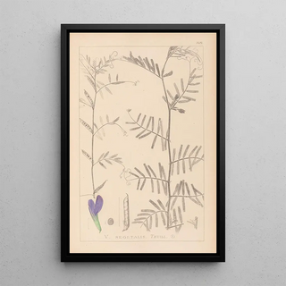 Herbier de la flore française Pl0446 - Louis Antoine Cusin — framed artwork on a wall