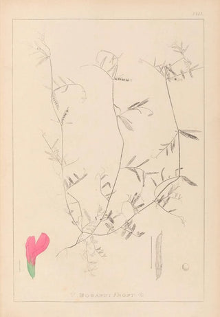 Herbier de la flore française Pl0448 - Louis Antoine Cusin — artwork view