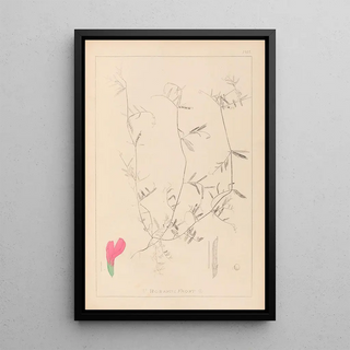 Herbier de la flore française Pl0448 - Louis Antoine Cusin — framed artwork on a wall