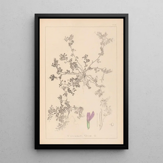 Herbier de la flore française Pl0449 - Louis Antoine Cusin — framed artwork on a wall