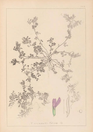 Herbier de la flore française Pl0449 - Louis Antoine Cusin — artwork view